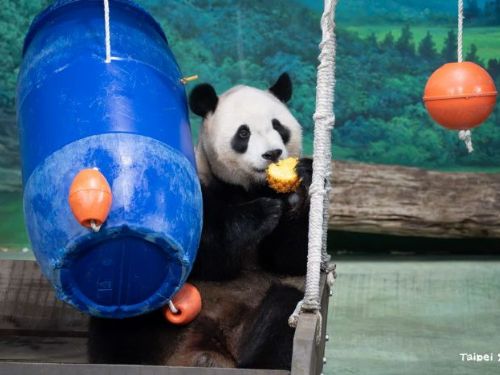 圓寶6歲生日變身太空熊，歡樂探索星球大餐迎接夏日新旅程